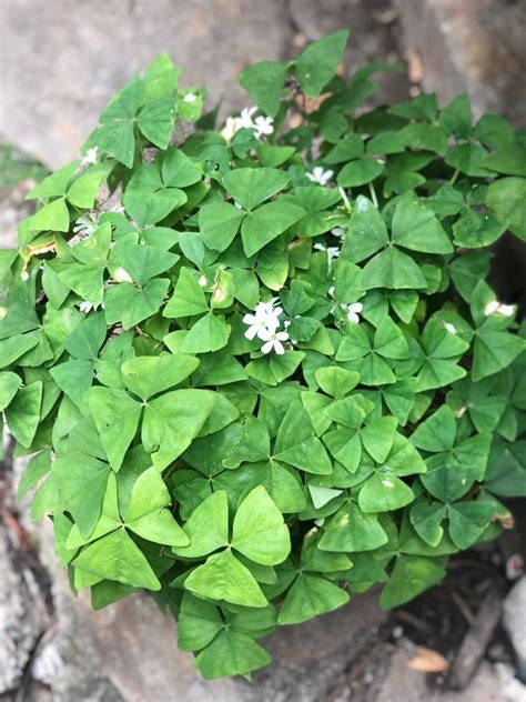 Oxalis Triangularis Verde