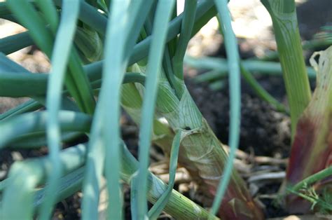 Shallots Suburban Tomato