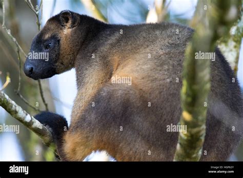 Canguro macho marsupial fotografías e imágenes de alta resolución Alamy