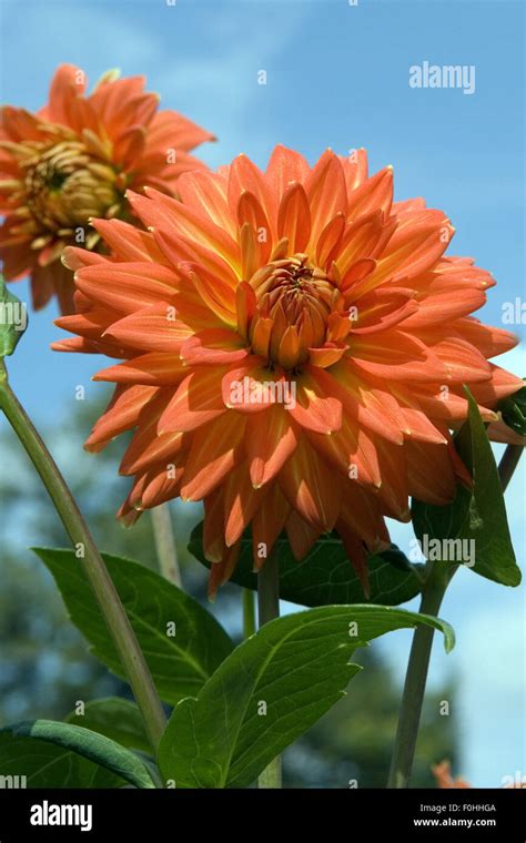 Semi Kaktus Dahlia Hi Res Stock Photography And Images Alamy