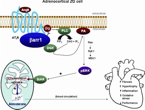 Schematic Representation Of The Signaling Pathway Of Angii Induced