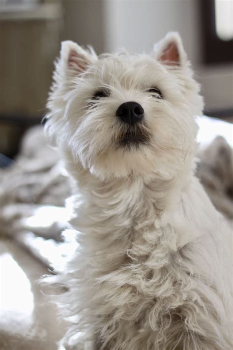 Westie Romy Puppy Chiot 7 Mois Westie Dogs West Terrier Westies