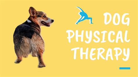 Dog Physical Therapy Exercises At Home How To Prevent Dog Injuries