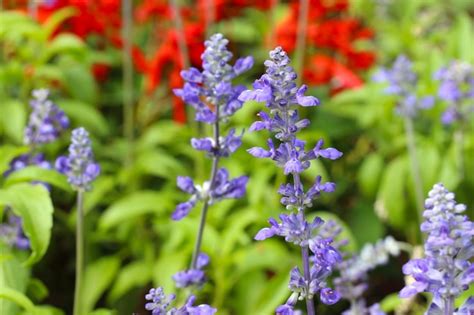 Premium Photo | Purple Lavender in bloom of flower garden