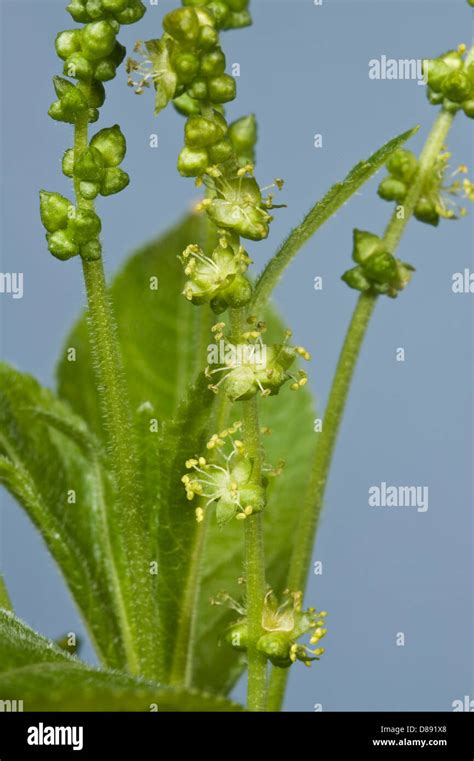 Flowers Of Dogs Mercury Mercurialis Perennis Stock Photo Alamy