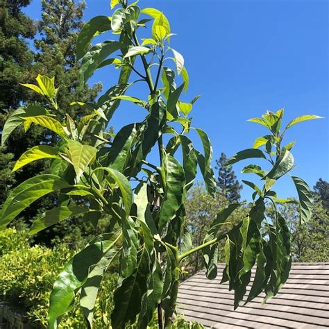 Avocado Tree Cuttings 5 Scions Fresh Cut And Organic 15 Long Message Me