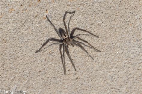 Entelegyne Spiders From Sandoval County Nm Usa On February