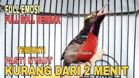 Pancingan Kolibri Ninja Gacor Full Isian Tembakan Variasi Cocok