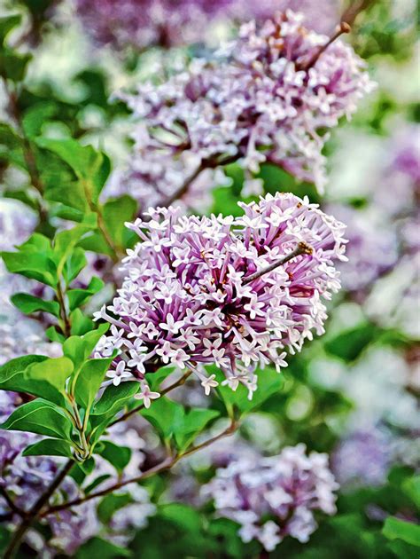 Lilac In Bloom Portrait Photograph By Gaby Ethington Fine Art America