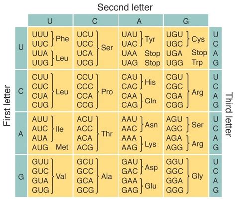 Mrna Translation Chart