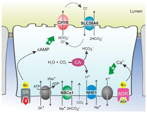 Cells Free Full Text Bicarbonate Transport In Cystic Fibrosis And