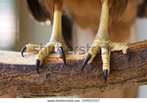 Closeup Eagle Claws On Branch Stock Photo Edit Now 139025357