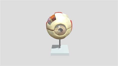 External Structure of the Eye - 3D model by virtual_lab [6d24433] - Sketchfab