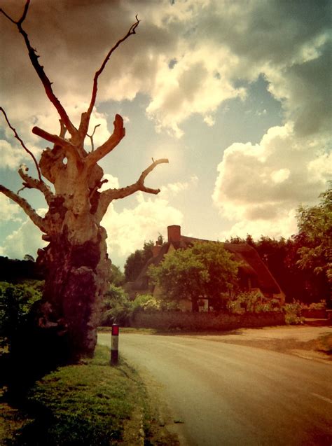 Cotswolds Cascade Sinister Tree