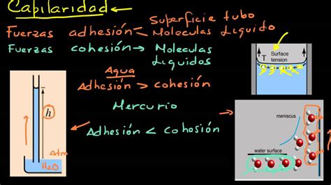 Ejemplos De Capilaridad