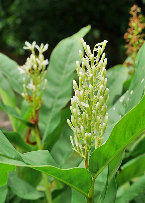 Greater Galangal Plant (Alpinia galanga) | Edible Root | Sow Exotic