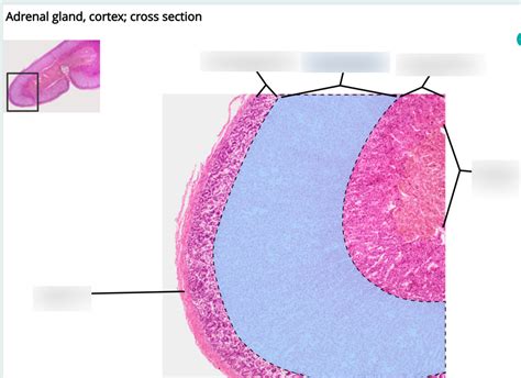 Zona Fasciculata Histology