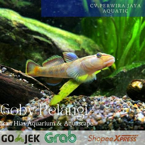 Jual Goby Pelangi Rainbow Goby Ikan Hias Aquarium Aquascape