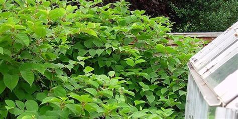 How To Identify Japanese Knotweed Free Tools 100 Accurate