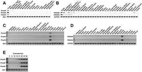 The Testis Specific Serine Proteases PRSS44 PRSS46 And PRSS54 Are