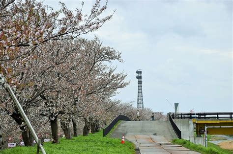 さくら狩り 新潟県燕市五千石 つばめ桜まつり：大河津分水桜並木（5）信濃川大河津資料館の塔と桜並木 花を探して ぶらり 一人旅