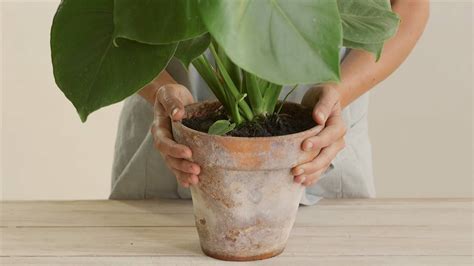 Plantas De Interior Cómo Regarlas Y Cuidarlas