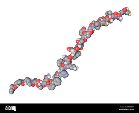 Calcitonin Hormone Molecule Computer Model Showing The Structure Of