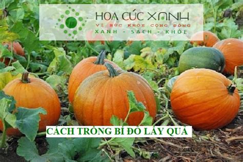 Cách trồng bí đỏ lấy quả đúng kỹ thuật quả siêu to Hoa Cúc Xanh