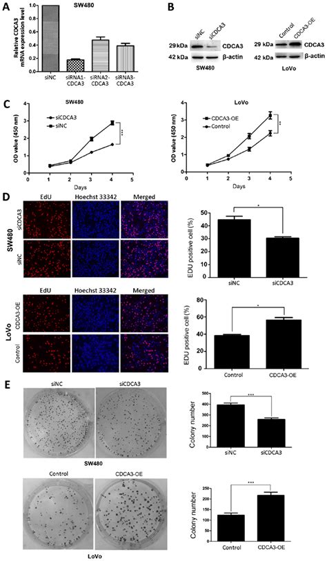 Expression Of CDCA3 In CRC Cells In Loss Or Gain Of Function Assays