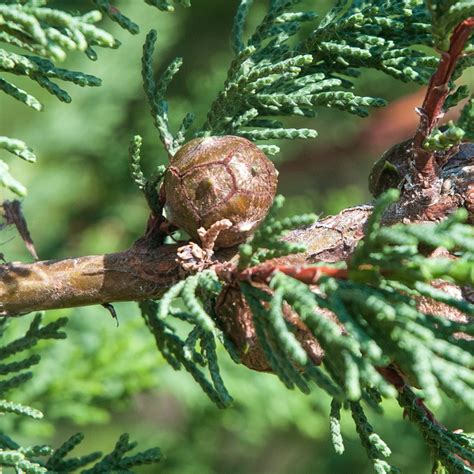 Hesperocyparis Macrocarpa Va De Árboles