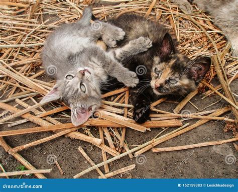 Curious Cat In Village Cats And Countryside Stock Image Image Of
