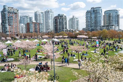 Vancouver Cherry Blossom Festival Hosts Annual Big Picnic At David Lam