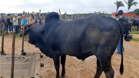 Feira Do Gado Parte Na Cidade De S O Benedito Cear Dia