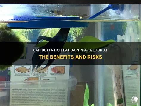 Can Betta Fish Eat Daphnia A Look At The Benefits And Risks PetShun