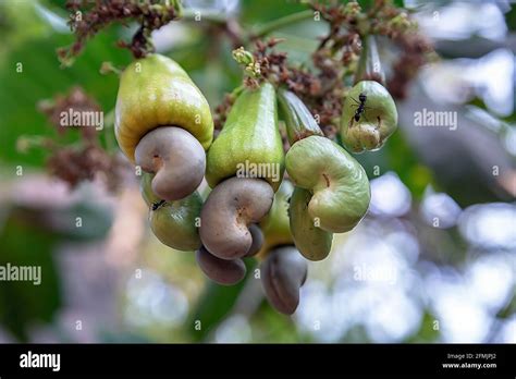 Cashew Is On The Tree Nut Tree Cashew Growing Nuts Stock Photo Alamy