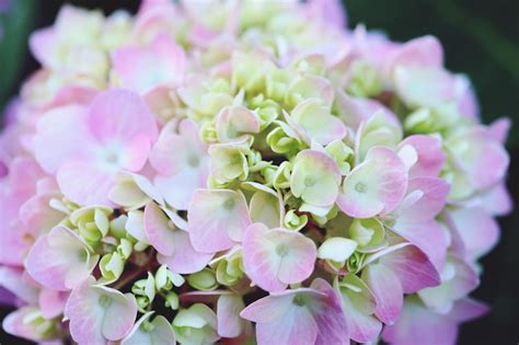 Flores Ortencia Imagens – Download Grátis no Freepik