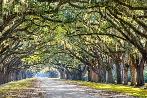 Savannah Tours Actually Worth Your Time And Money