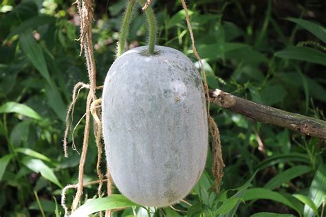 Wax gourd | Edible, Tropical, Climbing | Britannica