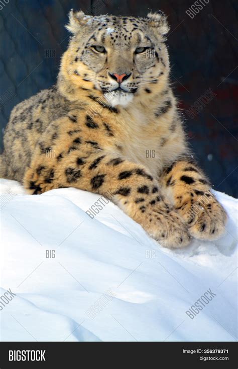 Snow Leopard Large Cat Image & Photo (Free Trial) | Bigstock