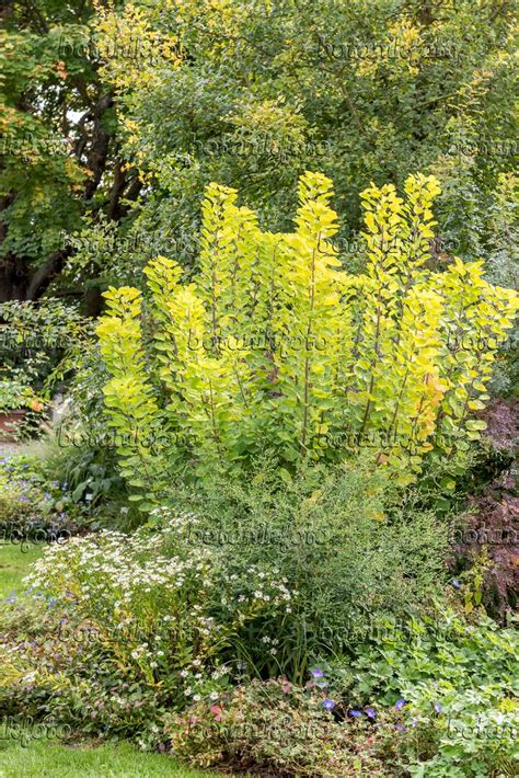 Images Cotinus Coggygria Golden Spirit Images De Plantes Et De