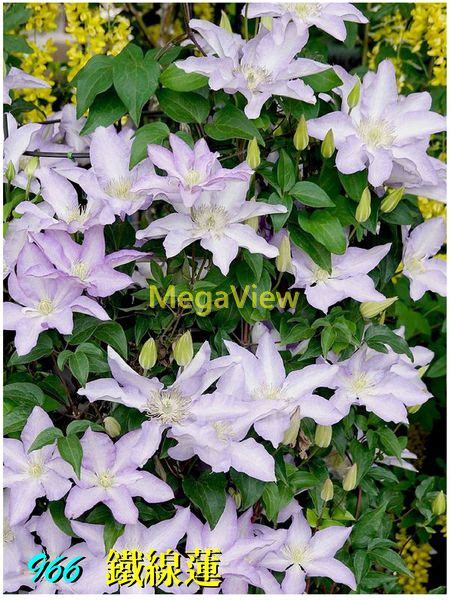 Clematis x hybrida 鐵線蓮 番蓮乞丐花威靈仙 博視植物網