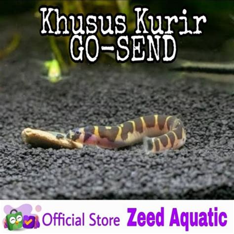 Jual Ikan Hias Air Tawar Aquascape Kuhli Loach Pembersih Sisa Sisa