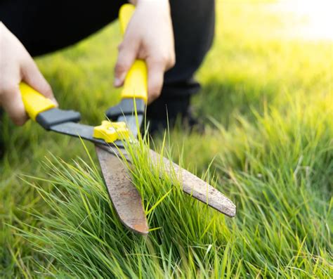 First Cut Lawn Useful Tips To Achieve The Best Results