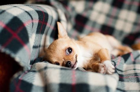 Quante Volte Bisogna Portare Fuori Il Cane