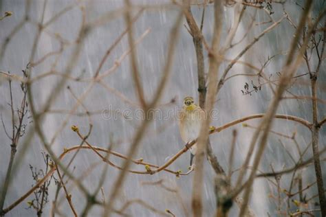 Selective Focus Shot Of An American Goldfinch Bird Perched On A Twig Of