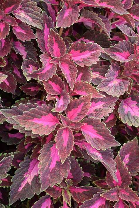 ColorBlaze® Velveteen® Coleus - Buchanan's Native Plants