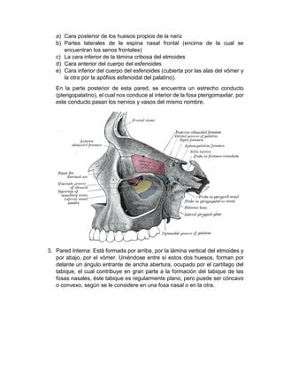 Tema Gu A Regiones Profundas De La Cara Pdf