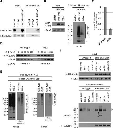 SUMO Targeted Ubiquitin Ligase STUbL Slx5 Regulates Proteolysis Of