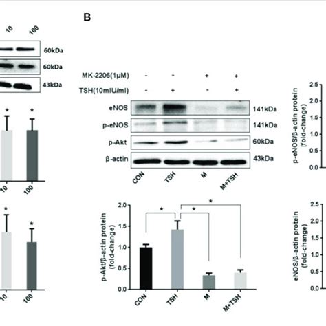 Role Of Akt In The Induction By Tsh Of Enos In Huvecs A Protein Download Scientific