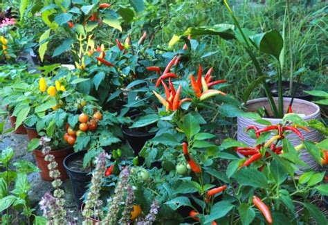 12 Practical Tips To Make Your Peppers Grow Faster Gardening Chores